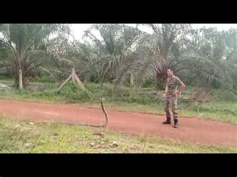 Penangkapan ular king cobra superr galakkk warga desa senang semua. Abang Askar Jinakkan Ular Tedung Selar - YouTube