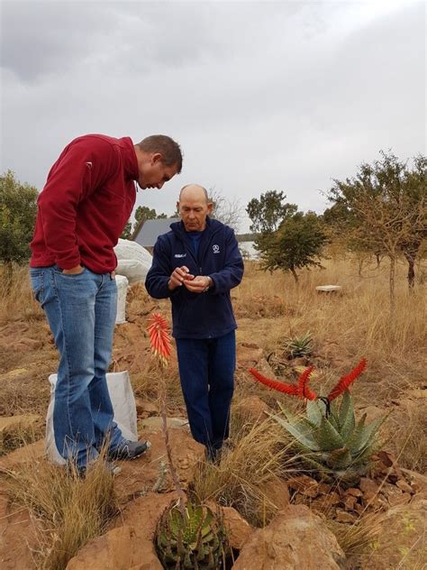 | star nursery by taylor white. Aloe hybridization in process Vaal Retreat July 2017 ...