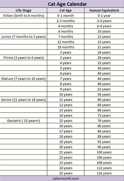 Catsfud march 20, 2019 reply. Cat Age Calendar | Cat Age Calculator | Cat Age Converter