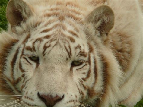 This facility is dedicated to helping needy large cats, including lions, tigers, and leopards. Tigers | Wisconsin Big Cats