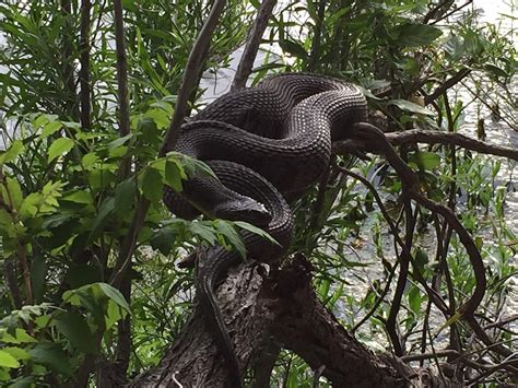 If you want to understand how to identify water moccasin, there are certain features and characteristics exhibited by this kind of snake that. Could you hit a snake with a .380? | Page 4 | Mississippi ...