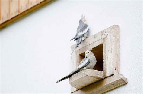 Ein fahrverbot ist ärgerlich, sind doch viele berufstätige auf ihr auto im alltag angewiesen. Unterzuckerung (Hypoglykämie) beim Vogel | Definition ...