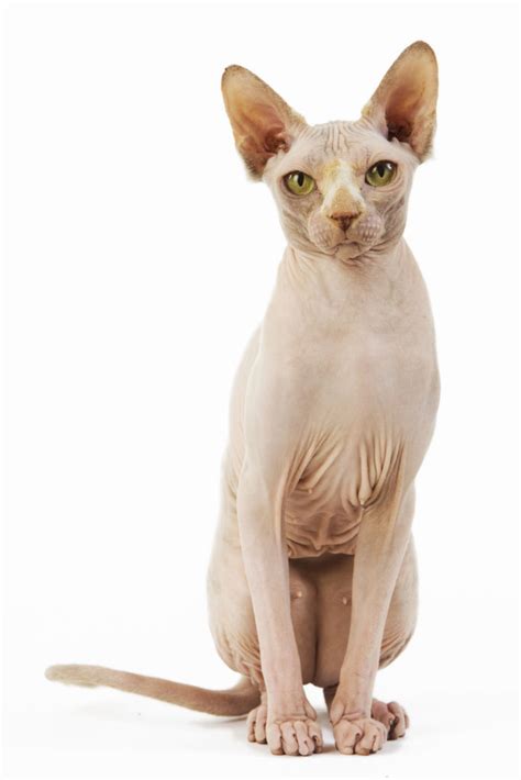 We did not find results for: Contact Us - California Sphynx Cattery