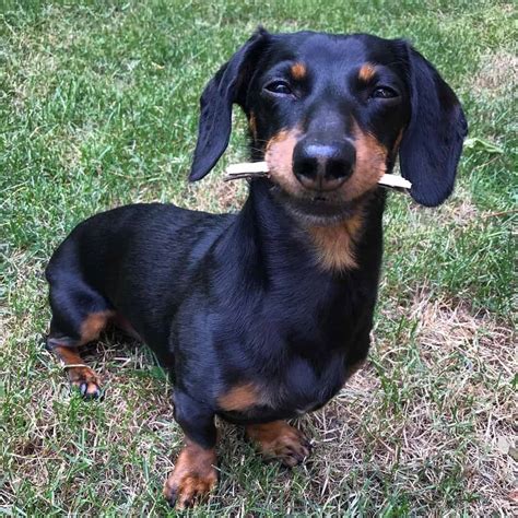 The Best Dachshund Names For Your New Pal - K9 Web