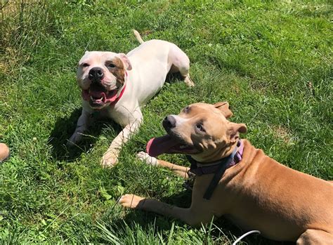 American bulldog attacks woman in orange county, officials say. American Bulldog Rescue - 501C3 Not-for-Profit Dog Rescue ...