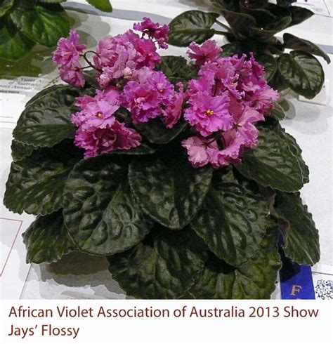 The second photo shows a tray of babies that are the size or smaller than what you will get. African violet and Gesneriad show 2013 - A