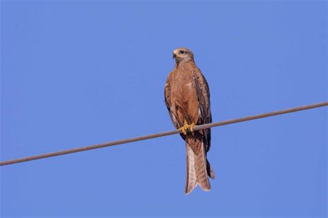 Der habicht vogel des jahres 2015. Schwarzmilan (Milvus migrans) - Vögel in Deutschland