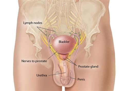 Cancer is a group of diseases involving abnormal cell growth with the potential to invade or spread to other parts of the body. Many Men with Penile Cancer Not Getting Recommended ...