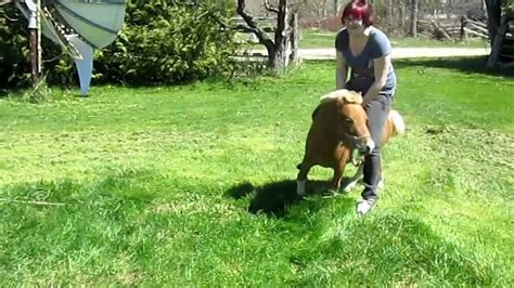 Use this clip as a. Trying To Ride A Miniature Horse - YouTube