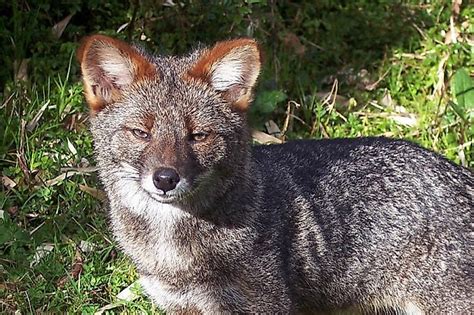 En la región de coquimbo, no sólo han muerto más de 80 mil animales. Chile's Most Endangered Mammals - WorldAtlas.com