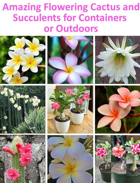 Friendly customer service, quick to respond. Flowering Cactus and Succulents #plumeria #cactus #adenium ...