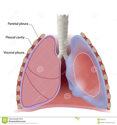 La plèvre quand à elle, se colle de façon indissociable au poumon et à la cage thoracique. Plèvre De Poumon Et Cavité Pleurale Illustration de ...