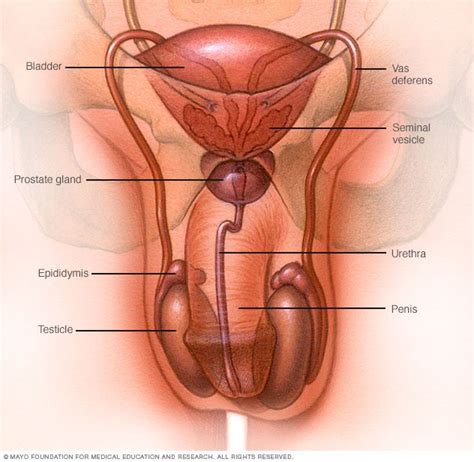 How do we know they're the hottest? Healthy sperm: Improving your fertility - Drugs.com