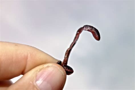 Worms live in a condensed, confined area so it's important to keep their environment free of certain types of food that they don't like to eat or can harm them. The First Dried Up Dead Worm I Found on the Sidewalk this ...