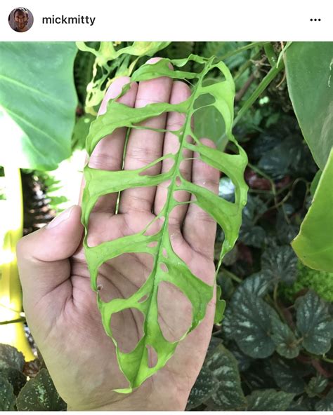 When small it is often sold on ebay as a philodendron, and it is certainly a relative, but this one is legitimately a monstera. Monstera obliqua vs Monstera adansonii - Muggle Plants ...