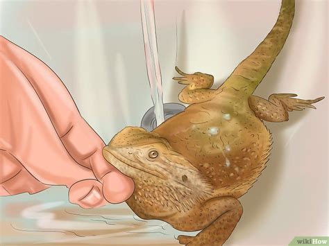 The water should feel warm but not hot and certainly not cool either. How to Build Love With Your Bearded Dragon: 12 Steps ...