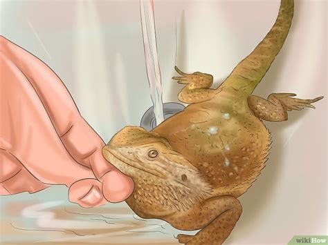 This guide aims to teach you about the correct temperature, bathtub, and steps for giving a pet bearded dragon a you can bathe your bearded dragon at any age. How to Build Love With Your Bearded Dragon: 12 Steps ...