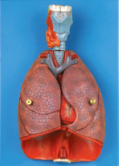 Hirnnerv ist der grösste und wichtigste nerv des parasympathikus ( gehört zum vegetativen unwillkürlichen nervensystem ) und ist an der regulation der tätigkeit fast aller inneren organe beteiligt. Innere Organe Kehlkopf, Herz, Lungen-menschliches Anatomie ...