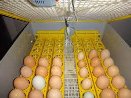 Tidak sanggup membayar biaya pengobatan di puskesmas/ poliklinik 12. Cara Menetaskan Telur Bebek Kusus Pemula | AYAMBANGKOK.ORG ...