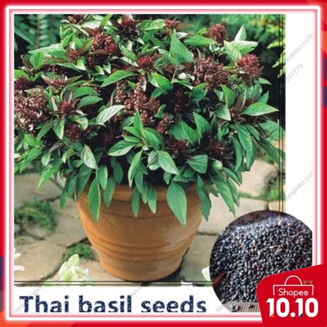 Thai basil is a type of basil native to southeast asia that has been cultivated to provide distinctive traits. 50pcs seeds Aromatic Thai Basil with purple blooming ...