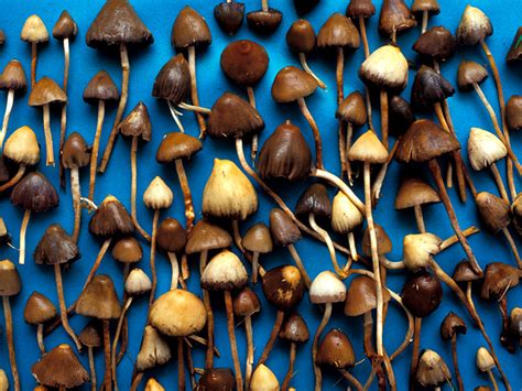 Depression Treatment with Magic Mushrooms