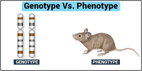 Genotype is the genetic makeup (set of genes) of an individual organism or cell. Genotype and Phenotype-Introduction, its Differences and ...