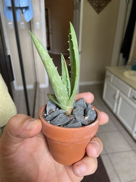 When aloe vera is applied daily, the skin becomes healtier & starts to look better. Baby Aloe Vera (live plant) FREE for Sale in Houston, TX ...