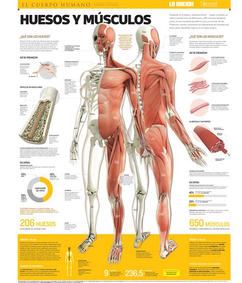 It would be hard to do anything! Bones and Muscles - Visualoop