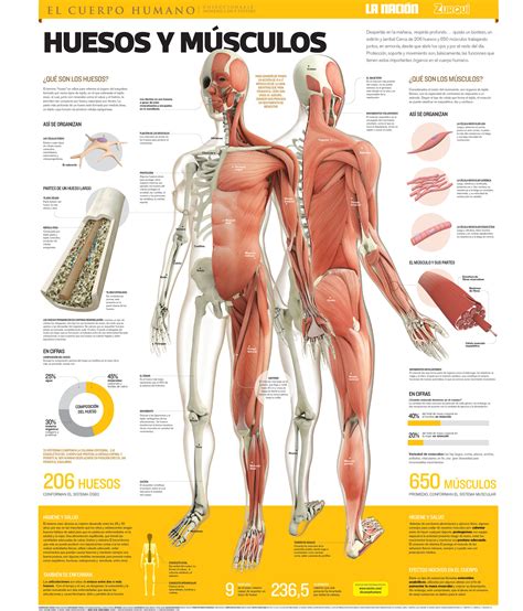 This is a table of skeletal muscles of the human anatomy. Bones and Muscles - Visualoop