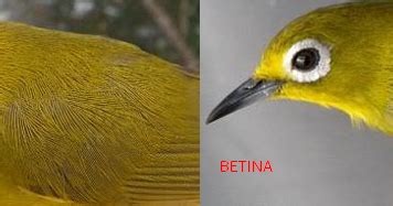 Berbeda dengan ciri ciri burung seriwang jantan, jenis betina bisa bertelur 3 sampai 4 butir. Ciri-Ciri Burung Pleci Jantan dan Betina yang Perlu Diketahui - BURUNG MANIA