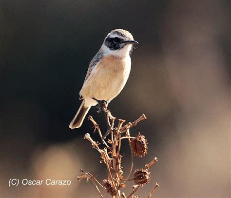 La tarabilla canaria en españa. AVESANTURTZI: AVES DE LANZAROTE Y FUERTEVENTURA ( I )