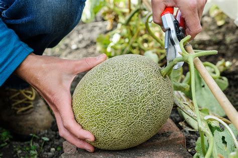 How To Grow Melons from Seed - gardenersworld.com