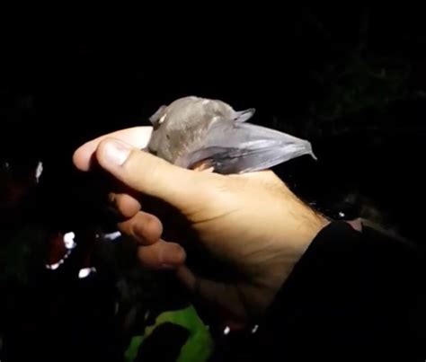 Although many other species of bat fly exist throughout the world, the new zealand bat fly is endemic to the islands of n. New Zealand Bat Fly (Mystacinobia zelandica) · iNaturalist