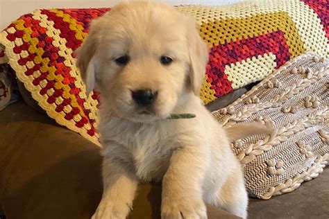 Born on may 4, 2021 are 9 beautiful golden cream retrievers. Corner Creek Goldens - Golden Retriever Puppies For Sale ...