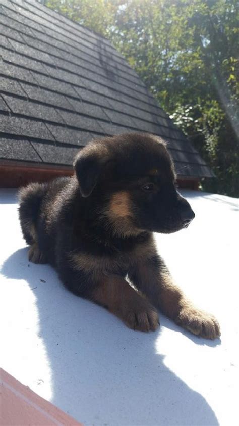 Five males and two females. German Shepherd Puppies For Sale | Pittsburgh, PA #244950