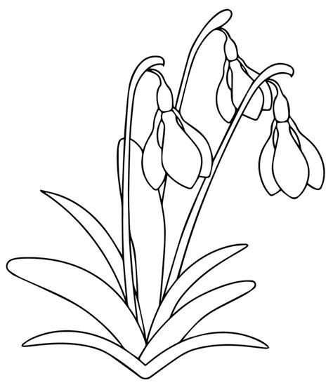 Aceste desene cu primavara vor oferi ocazia copiilor sa cunoasca mai bine nuantele de culori, sa deosebeasca o cromatica specifica primaverii de alte anotimpuri. Coloreaza cei trei ghiocei!