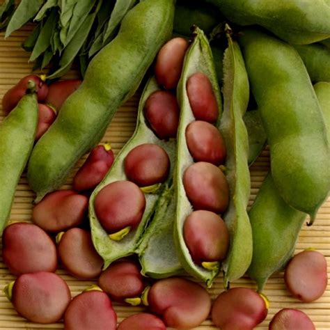 Si tratta di una specie annuale, la pianta può raggiungere a seconda delle varietà dai 50. Semi di Fava Favino Favetta (Vicia faba) - Prezzo €1.75