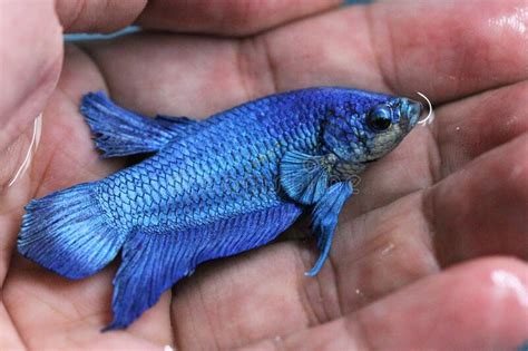 Search aap supplies or information. Betta Super Gold HMPK Halfmoon Plakat Female Or Plakat ...