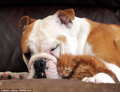 Dalam hal ini anda dapat memilih cincin tunangan sendiri atau bersama pasangan. Anjing Ini Menjaga Anak Kucing Seperti Anaknya Sendiri ...