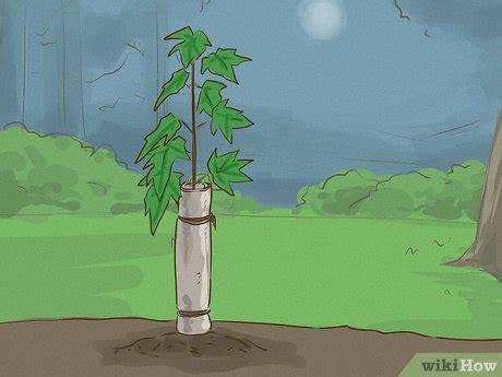 All posts by new users require mod approval in order to weed out spammers. How to Choose Japanese Maple Trees (with Pictures) - wikiHow