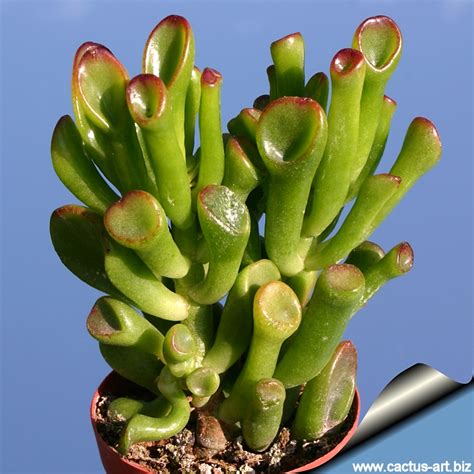 'et's fingers' ( crassula ovata ): Crassula cv. GOLLUM