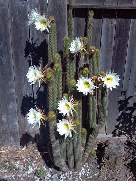 The silver torch cactus is wooly, but that isn't unusual. Cummings...and goings...: Silver City RV Resort, Minden ...