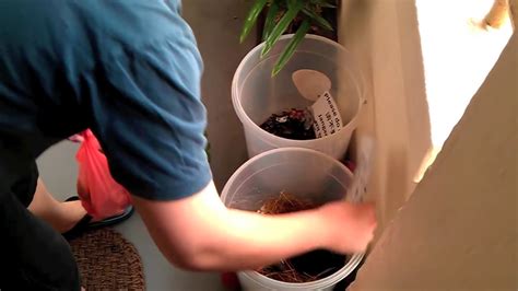 Have you considered using compost tea made from worm castings? Using Our DIY Apartment Compost Bin - YouTube