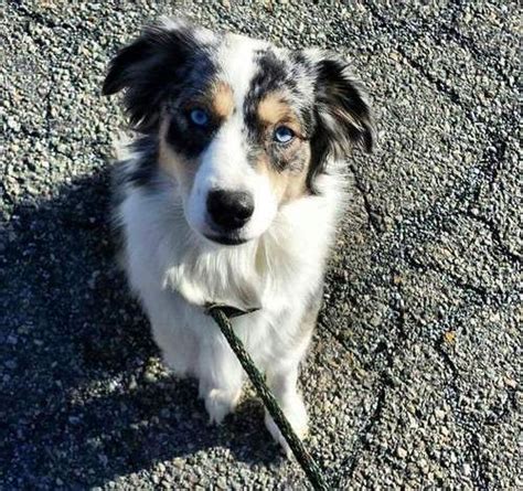 #australianshepherd #pups are full of lively energy and sure to brighten you day with their excitement and win your heart with their #loyal and loving personality. Miniature Australian Shepherd Puppy for Sale - Adoption ...