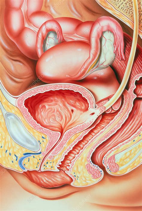 The thick muscles of the heart contract to pump blood out and then relax to let blood back in after it has circulated through the body. Illustration of female reproductive organs - Stock Image - P616/0097 - Science Photo Library