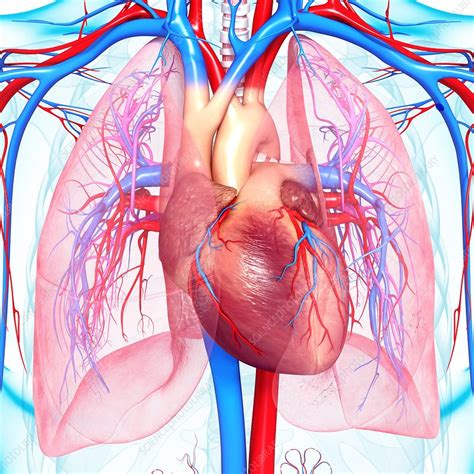 Set 5 imaging tutorial #2; Chest anatomy, artwork - Stock Image - F006/1230 - Science Photo Library