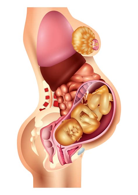 At the end of a full pregnancy, the woman's body pushes the baby out through her vagina. Pregnant and Overweight? | Fetal Medicine UK