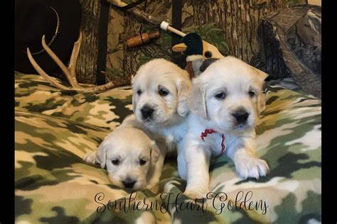 Other pups in austin, tx. Southern Heart Goldens ~ English Golden Retriever Puppies ...