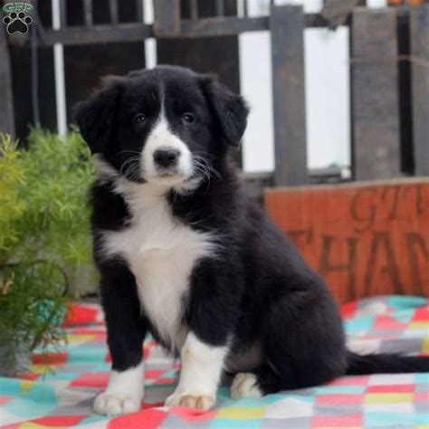 Hilarious puppies drinking milk for first time! Lauren - Border Collie Puppy For Sale in Pennsylvania ...