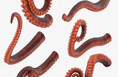 tentacles tentacle squid clipart turbosquid pngmart freepngimg
